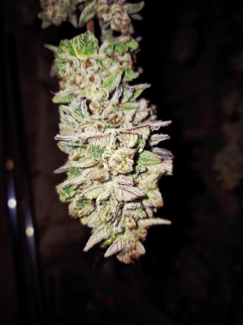 Caly 'n banana main lining. Week 11