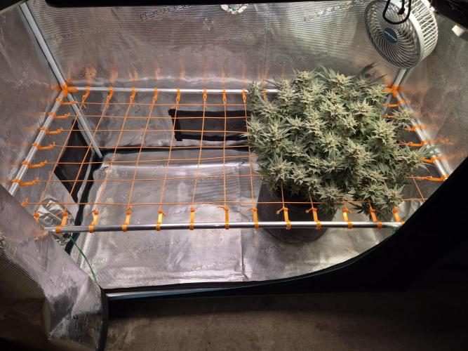 Caly 'n banana main lining. Week 11