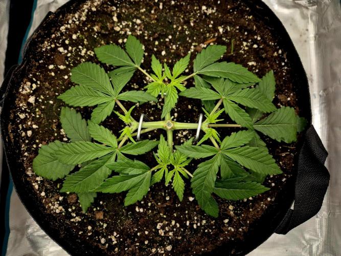 Cream Mandarine main lining. Week 4 - 04.03.