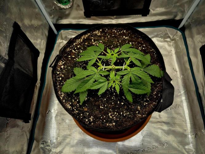 Cream Mandarine main lining. Week 4