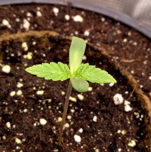 F026 - The Tropical Ice Cream One (USA). Week 1 - 04.03.