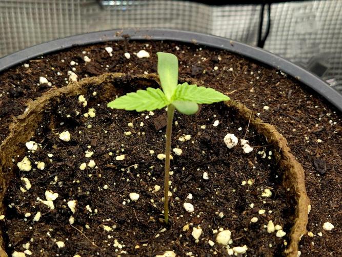 F026 - The Tropical Ice Cream One (USA). Week 1