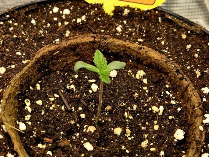 Rainbow Hitter. Week 1 - 04.03.
