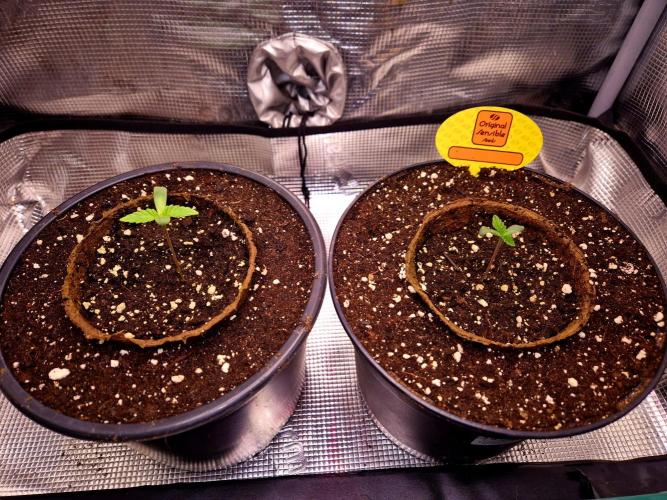 Rainbow Hitter. Week 1