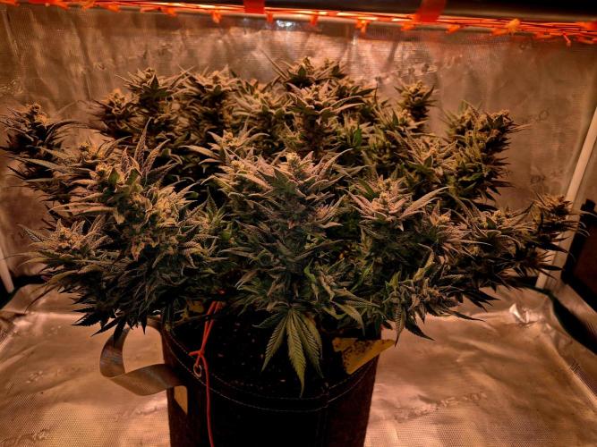 Caly 'n banana main lining. Week 11