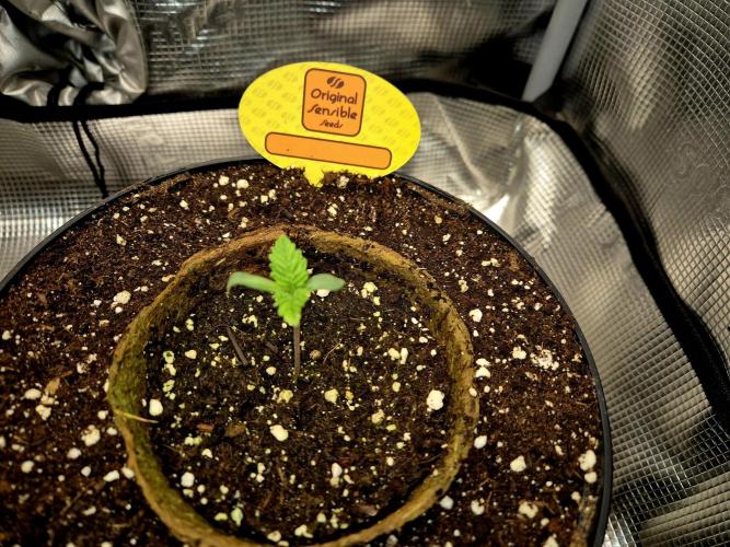 Rainbow Hitter. Week 1 - 05.03.