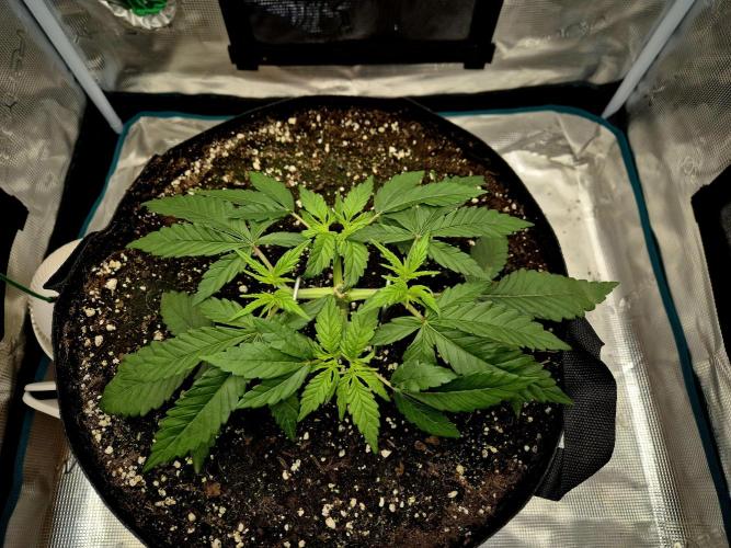 Cream Mandarine main lining. Week 4 - 05.03.