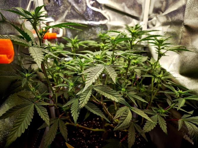 Special Kush (clone) main lining. Week 8 - 05.03.