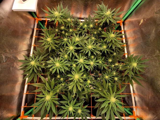Orange bud main lining. Week 12