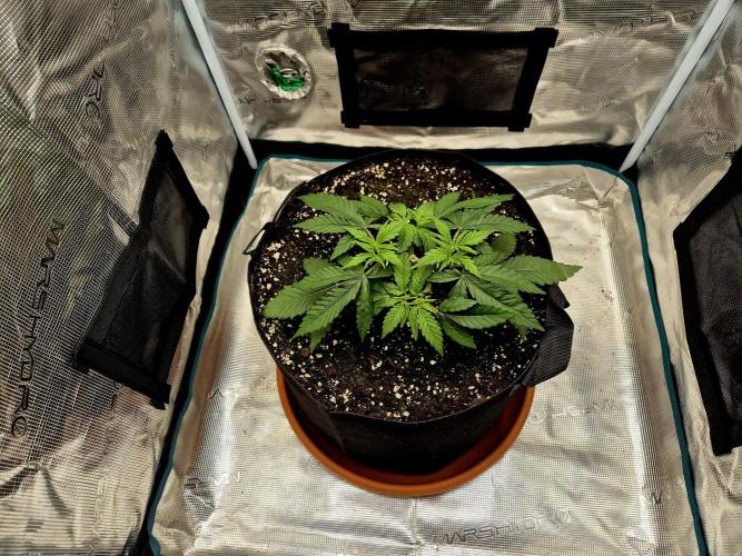 Cream Mandarine main lining. Week 4