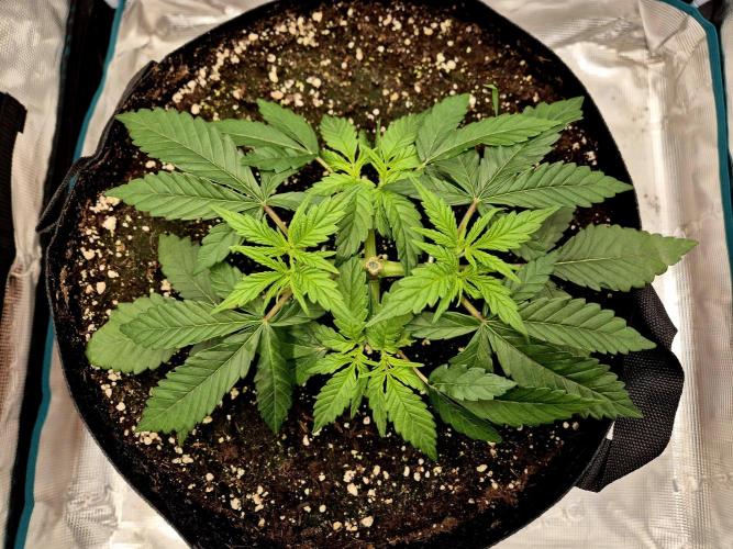 Cream Mandarine main lining. Week 4 - 06.03.