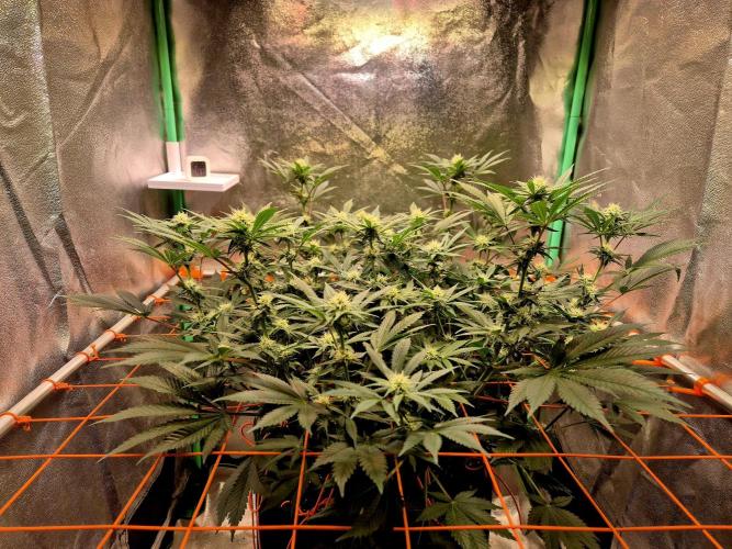Orange bud main lining. Week 12 - 06.03.