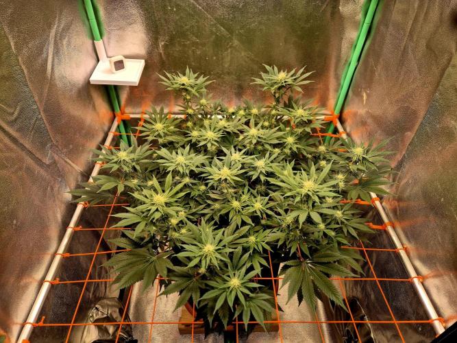 Orange bud main lining. Week 12