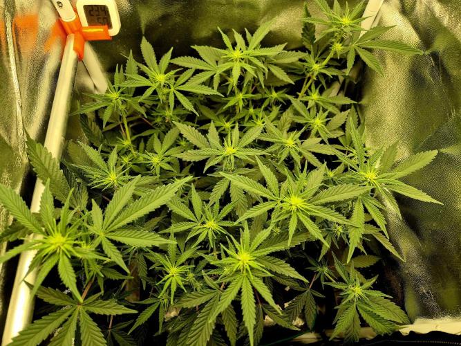 Special Kush (clone) main lining. Week 8 - 06.03.