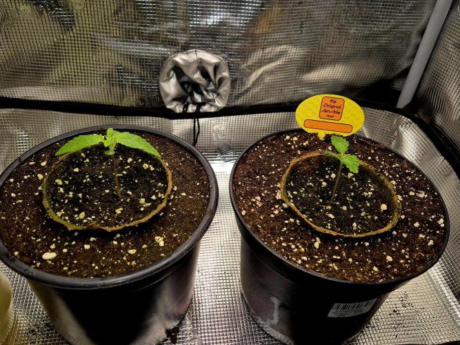 Rainbow Hitter. Week 1