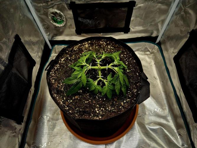 Cream Mandarine main lining. Week 4