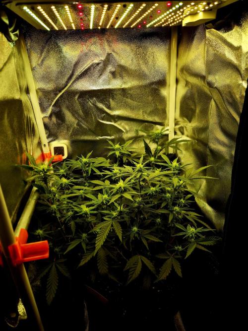 Special Kush (clone) main lining. Week 9 - 08.03.