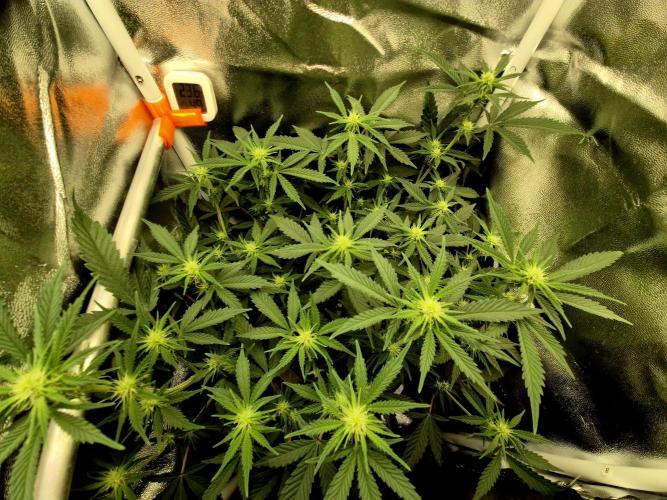 Special Kush (clone) main lining. Week 9