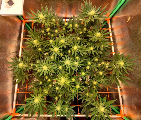 Orange bud main lining. Week 13
