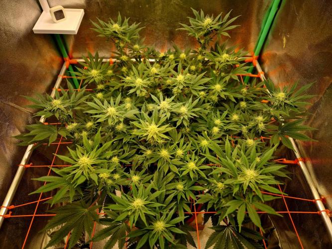 Orange bud main lining. Week 13