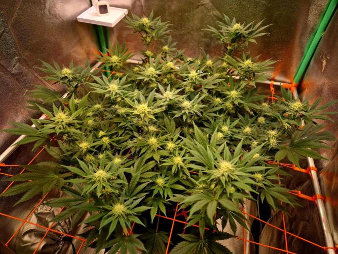 Orange bud main lining. Week 13