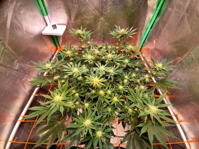 Orange bud main lining. Week 13