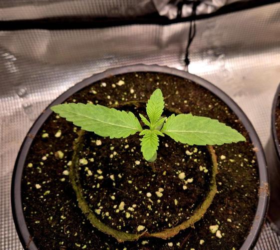 F026 - The Tropical Ice Cream One (USA). Week 2