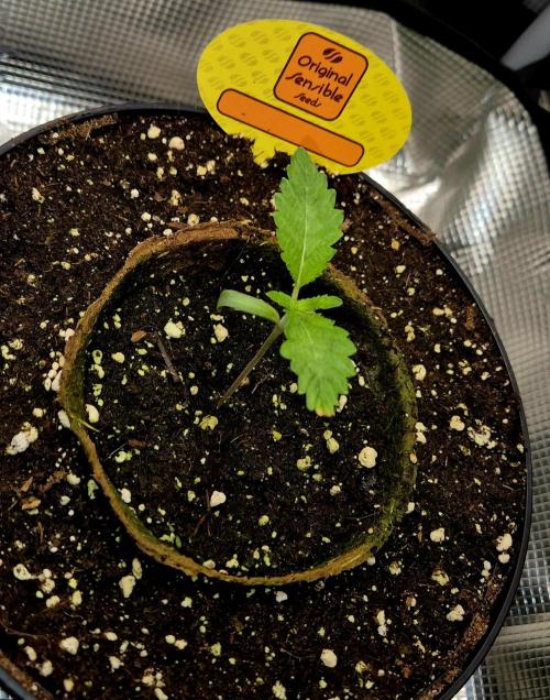 Rainbow Hitter. Week 2