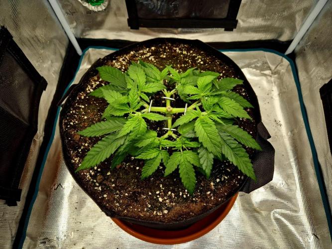 Cream Mandarine main lining. Week 5