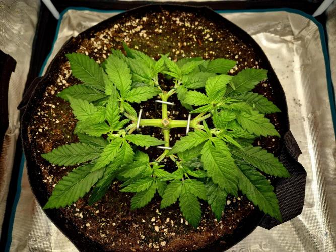 Cream Mandarine main lining. Week 5