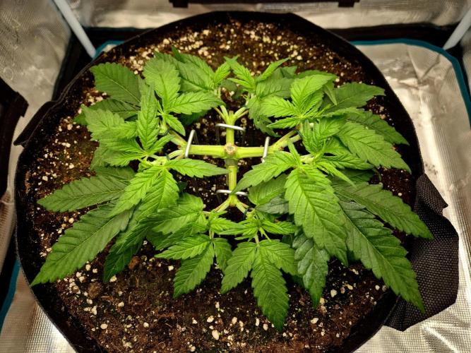 Cream Mandarine main lining. Week 5