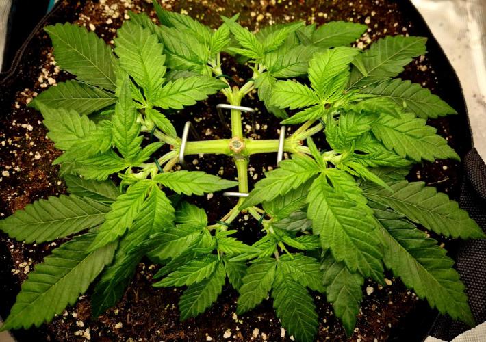 Cream Mandarine main lining. Week 5