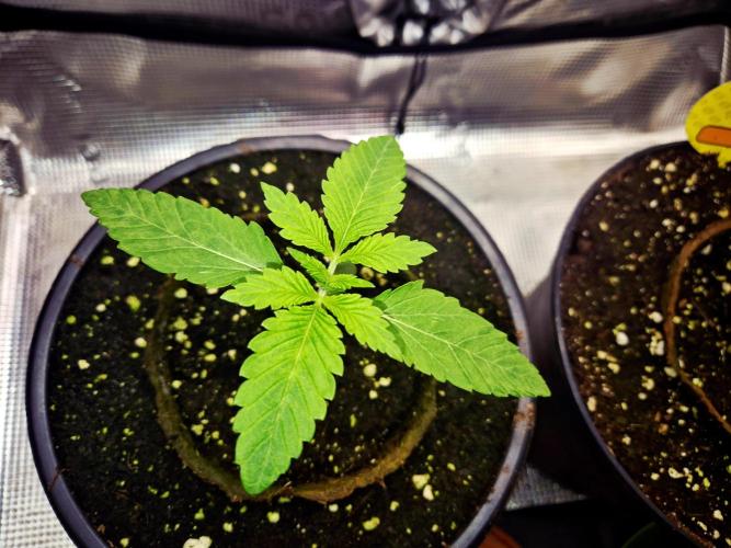 F026 - The Tropical Ice Cream One (USA). Week 2