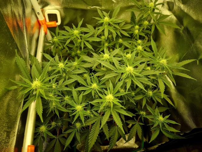 Special Kush (clone) main lining. Week 9 - 10.03.