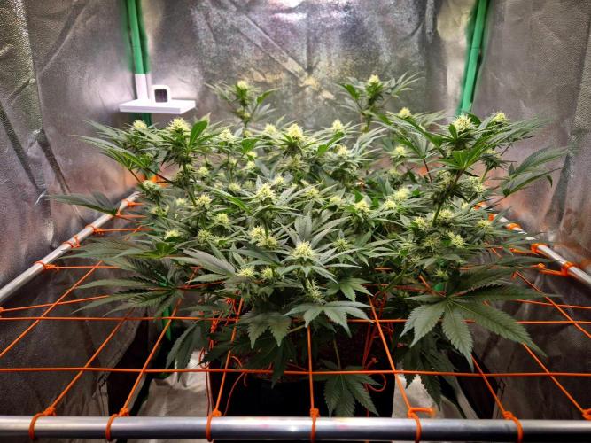 Orange bud main lining. Week 13 - 10.03.