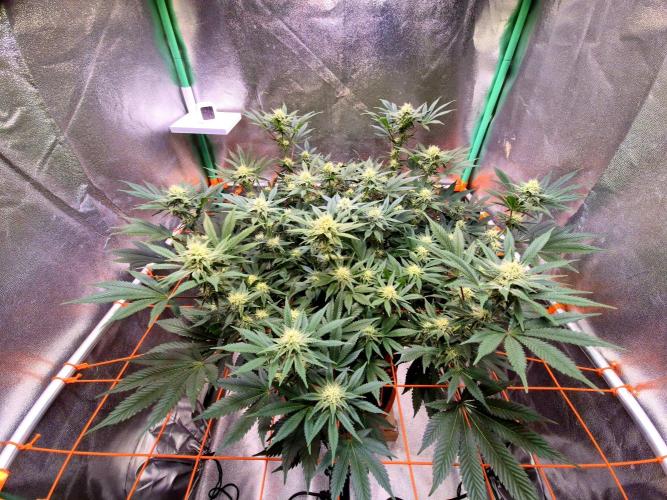 Orange bud main lining. Week 13