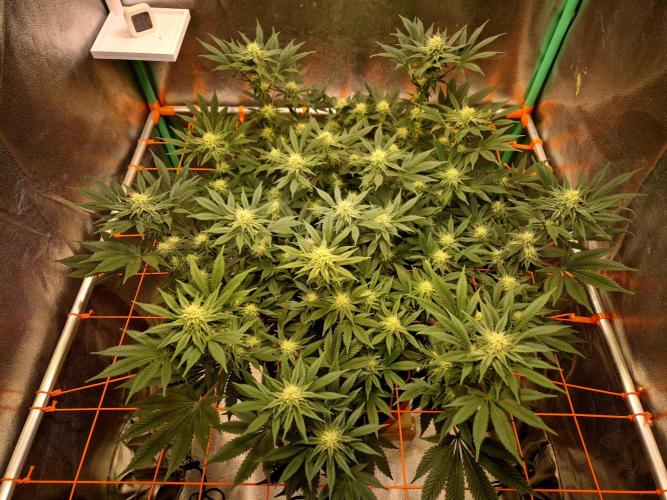 Orange bud main lining. Week 13