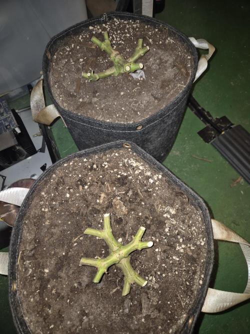 Caly 'n banana main lining. Week 12