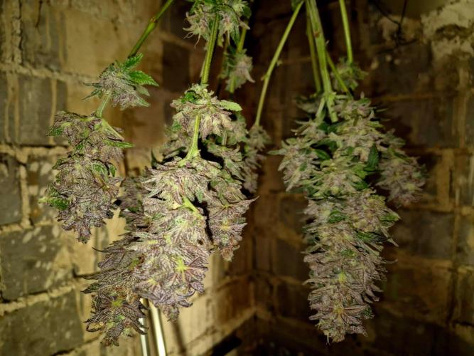 Caly 'n banana main lining. Week 12