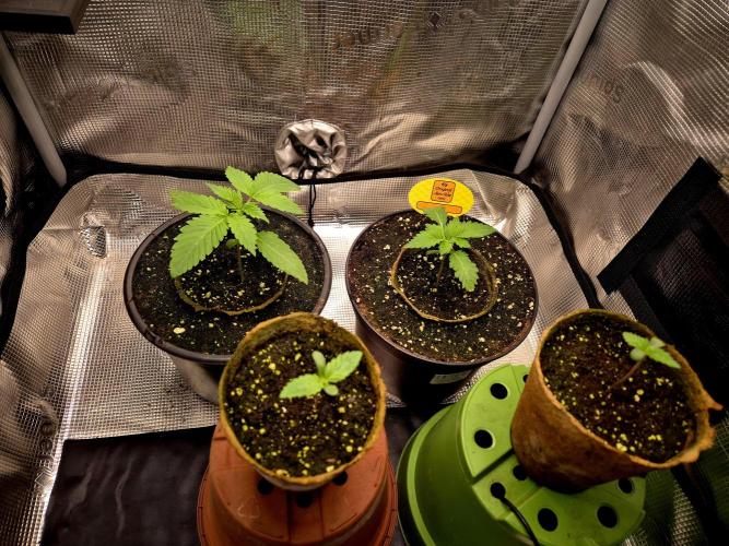 Rainbow Hitter. Week 2