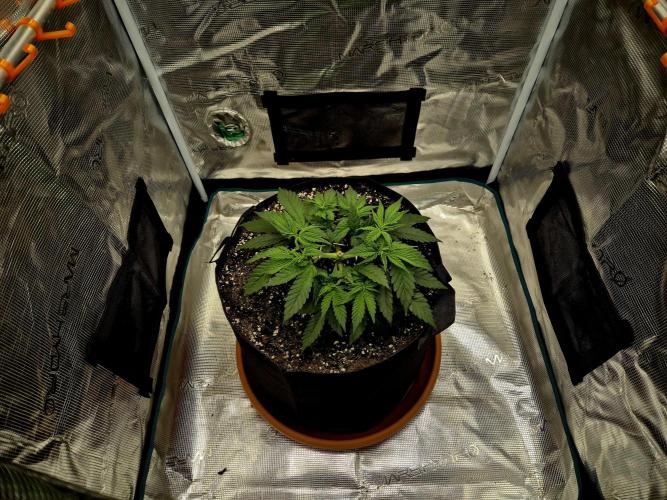 Cream Mandarine main lining. Week 5 - 12.03.