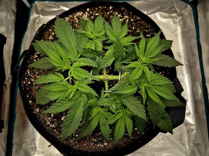 Cream Mandarine main lining. Week 5