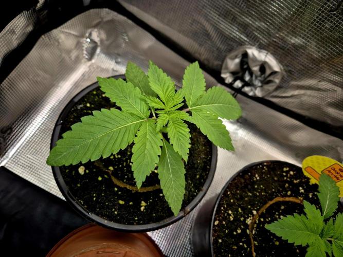 F026 - The Tropical Ice Cream One (USA). Week 2