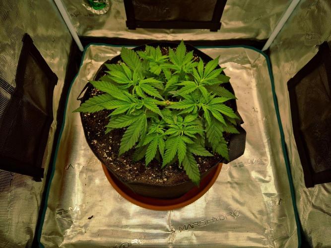 Cream Mandarine main lining. Week 5