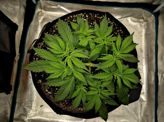 Cream Mandarine main lining. Week 5