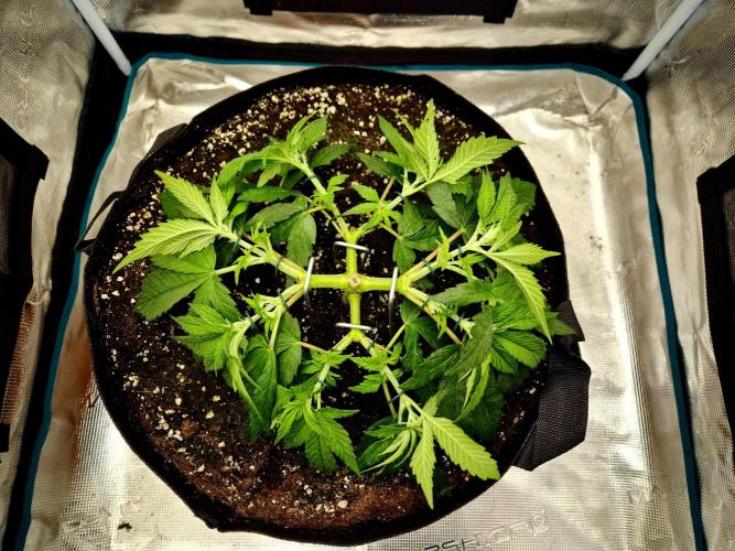 Cream Mandarine main lining. Week 5