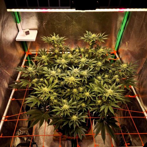 Orange bud main lining. Week 13 - 13.03.