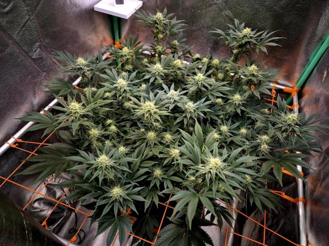 Orange bud main lining. Week 13