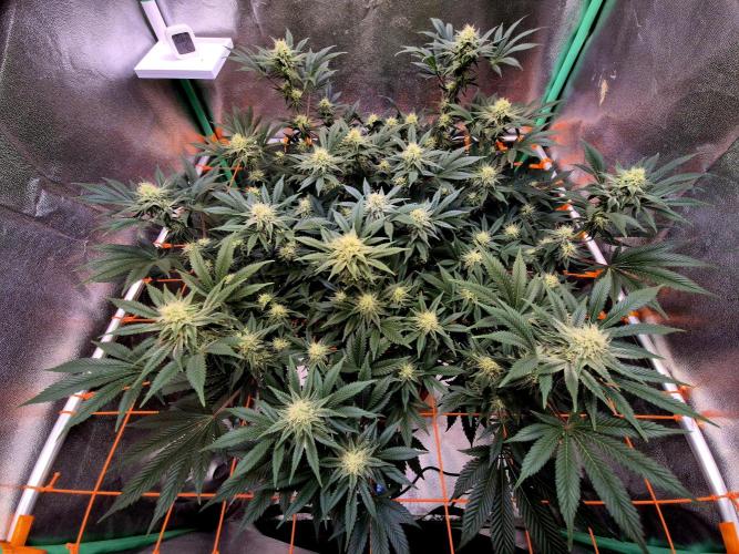 Orange bud main lining. Week 13