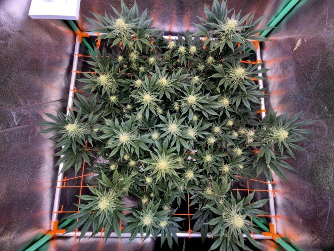 Orange bud main lining. Week 13